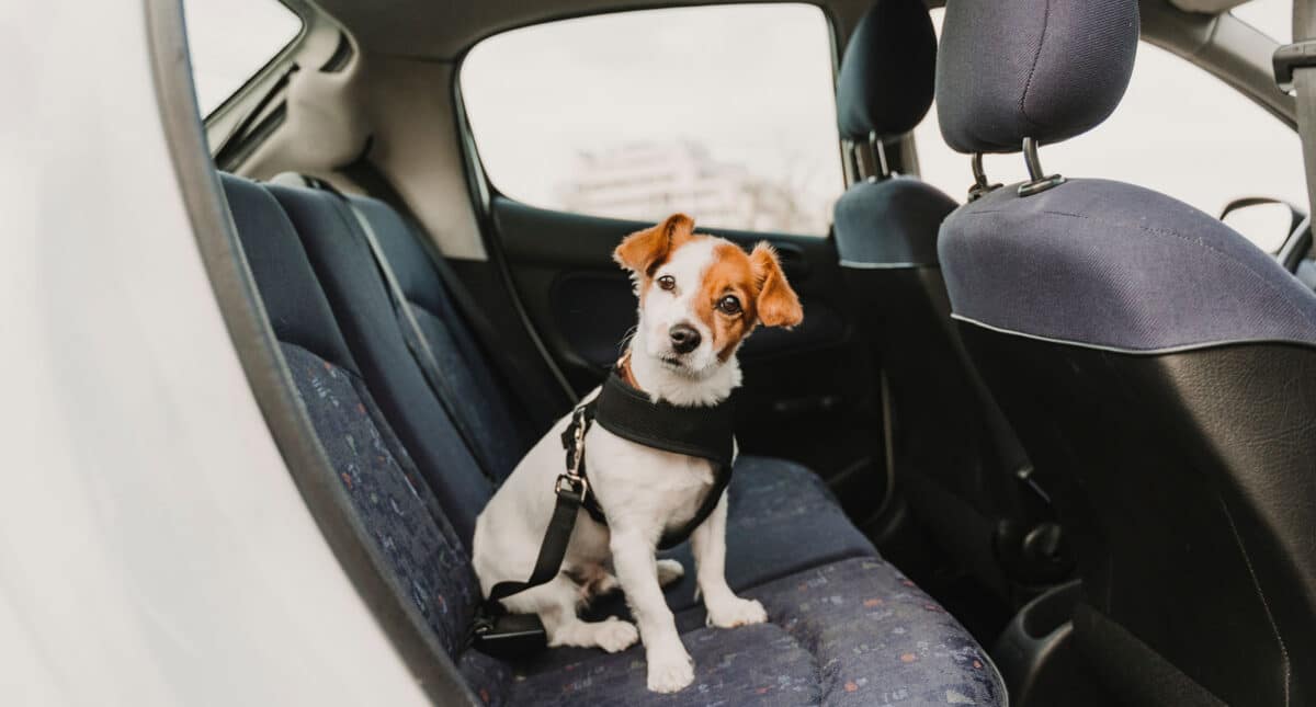 Cómo viajar en coche con tus mascotas este verano